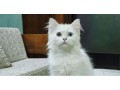 traditional-persian-cat-female-kitten-small-0