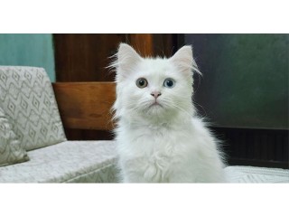 Traditional Persian Cat Female Kitten