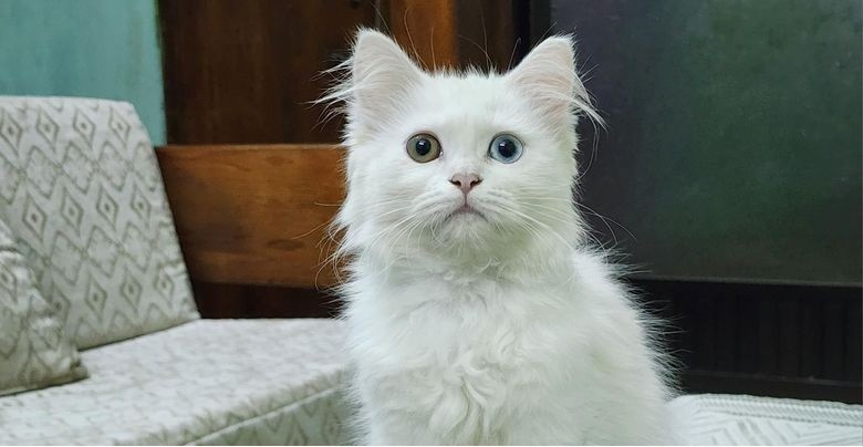 traditional-persian-cat-female-kitten-big-0