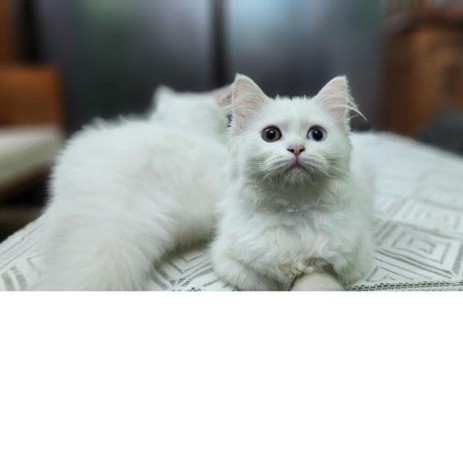 traditional-persian-cat-female-kitten-big-1