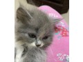 persian-cat-small-0