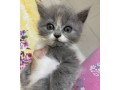 persian-cat-small-2