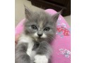 persian-cat-small-3