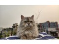 persian-cat-adult-female-ash-colored-small-1