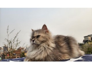 Persian Cat Adult Female Ash Colored