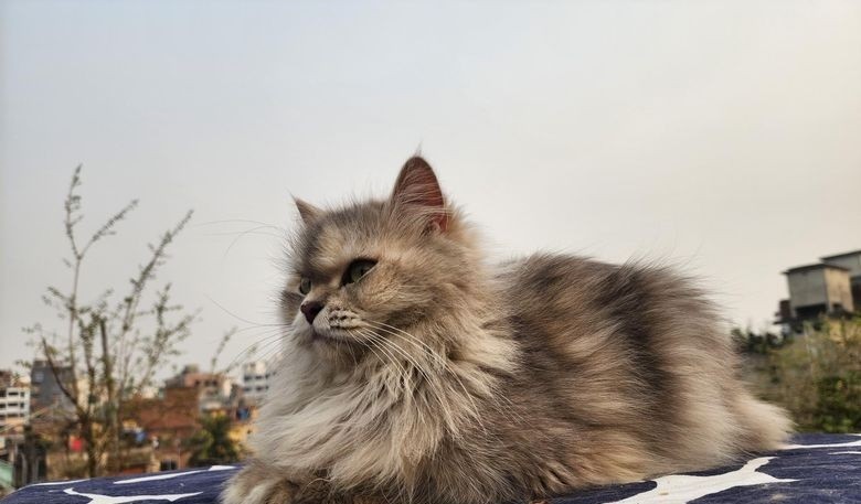 persian-cat-adult-female-ash-colored-big-0