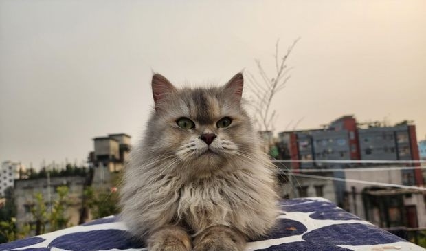 persian-cat-adult-female-ash-colored-big-1
