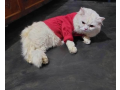 persian-cat-for-sell-small-0