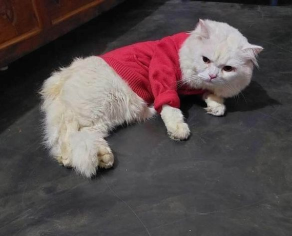 persian-cat-for-sell-big-0