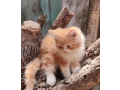 traditional-persian-cat-small-2