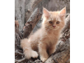 traditional-persian-cat-small-1