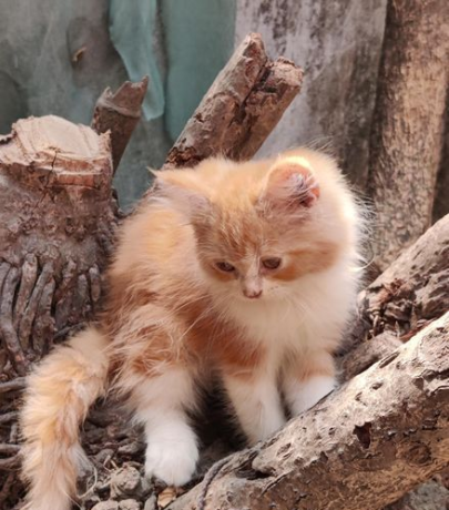 traditional-persian-cat-big-2