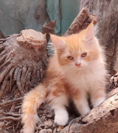 traditional-persian-cat-big-3